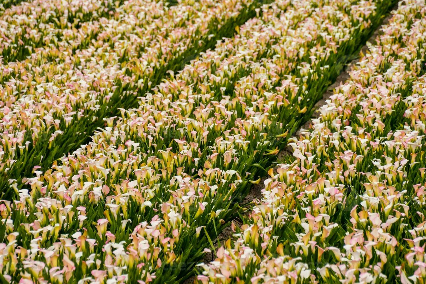 a field of pink and white flowers in the middle of a field photo