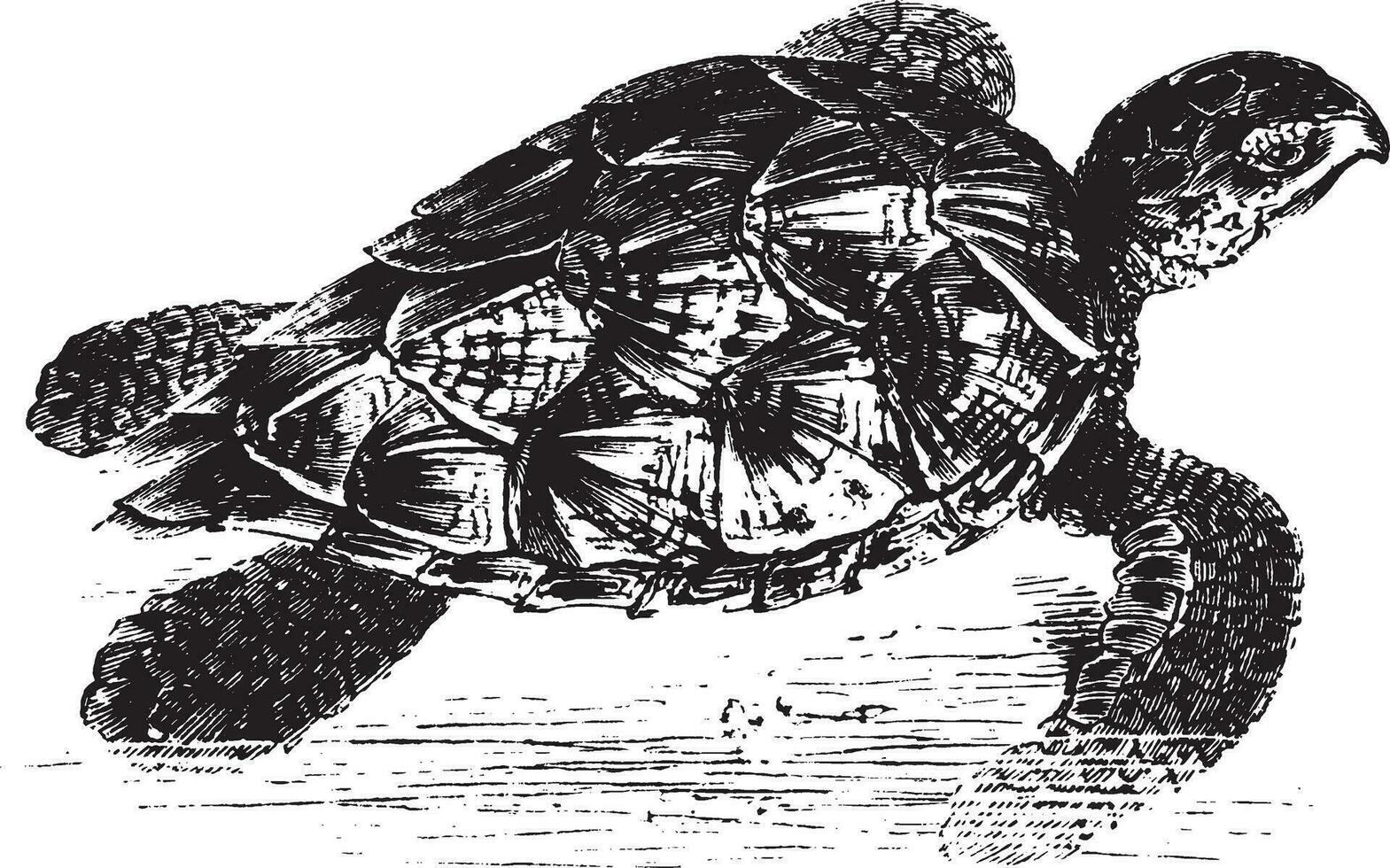 Hawk Bill Turtle, vintage illustration. vector