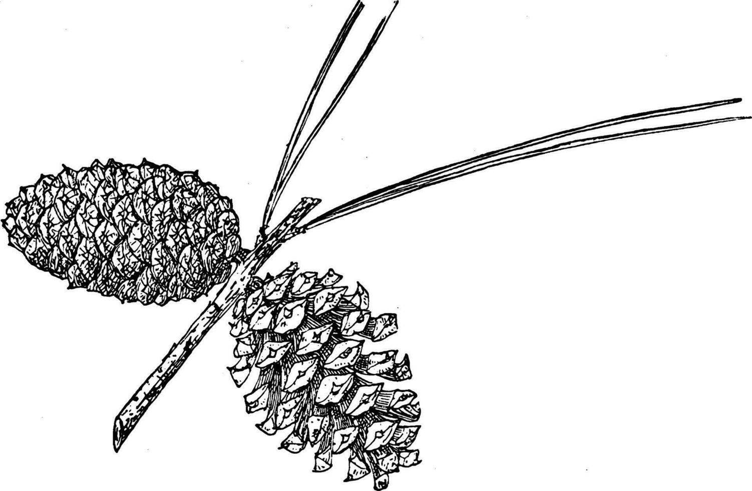 Pine Cone of Spruce Pine vintage illustration. 35474932 Vector Art at