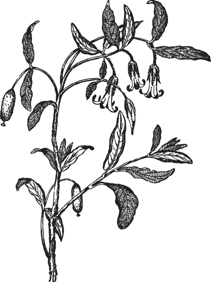 Billardiera Scandens vintage illustration. vector