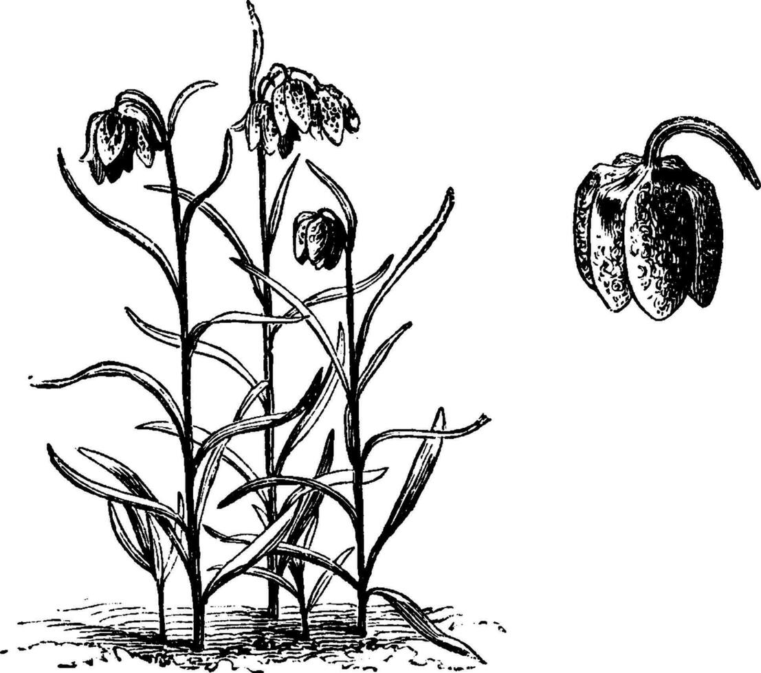 Habit and Detached Single Flower of Fritillariia Meleagris vintage illustration. vector