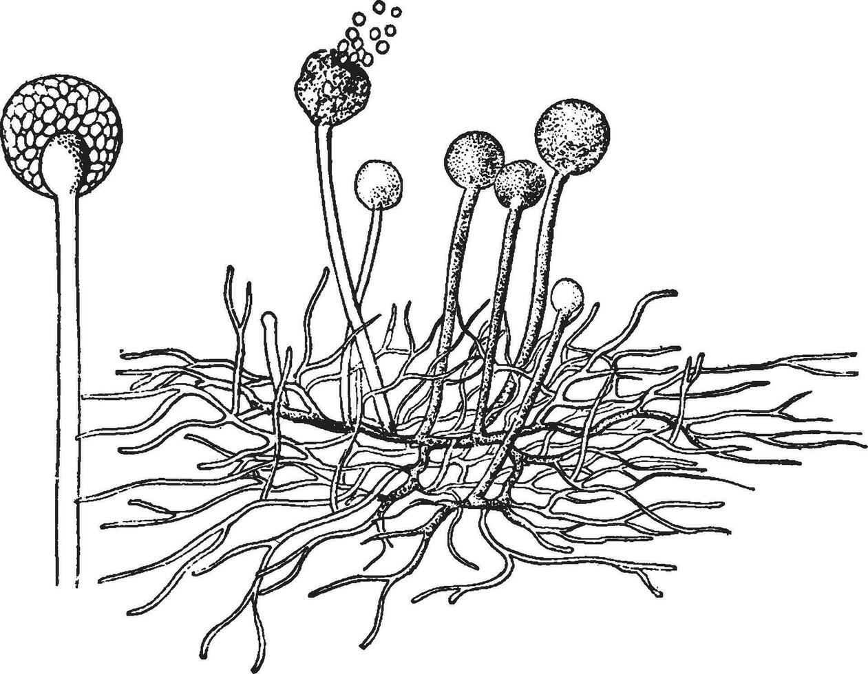 Common Mold vintage illustration. vector