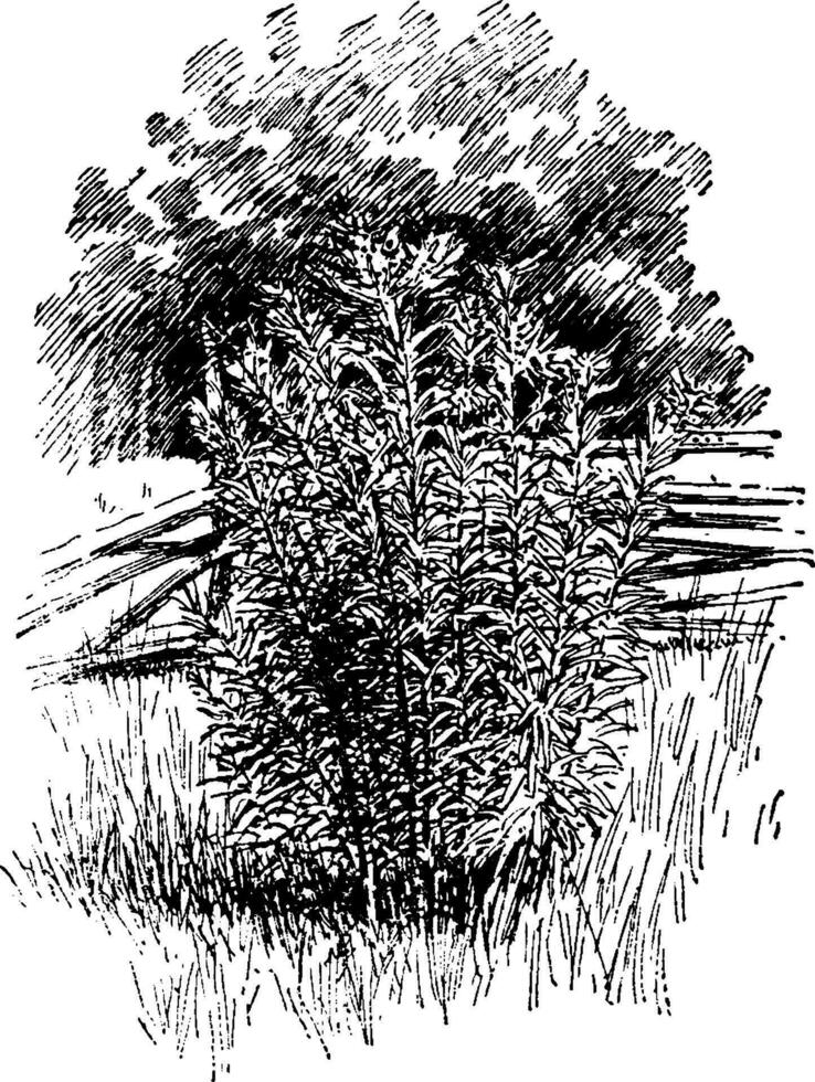 Vernonia Noveboracensis vintage illustration. vector