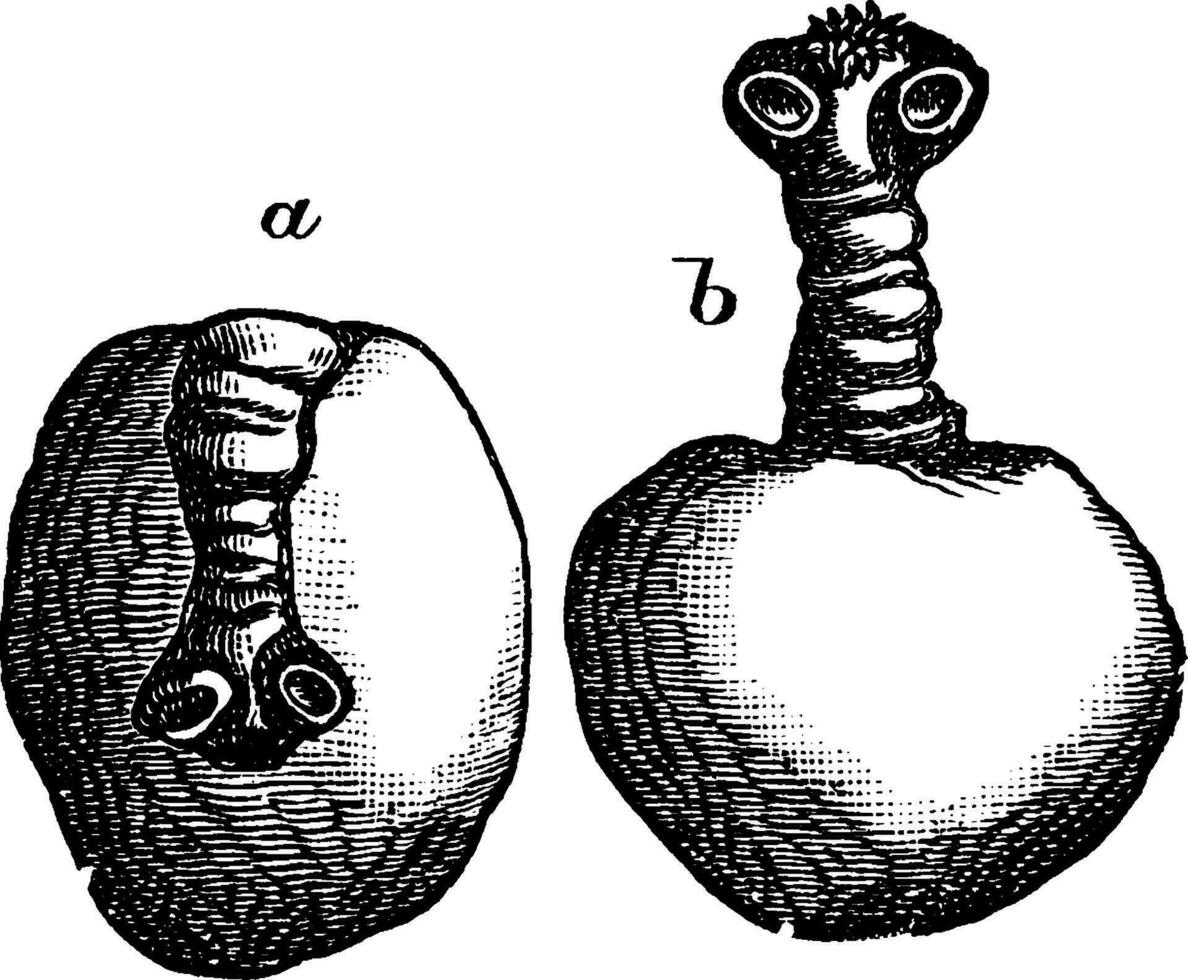 Cestode, vintage illustration. vector