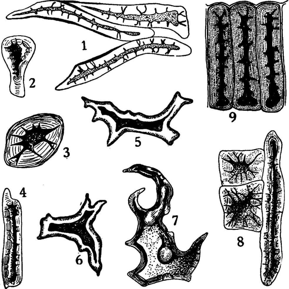 Roca células Clásico ilustración. vector