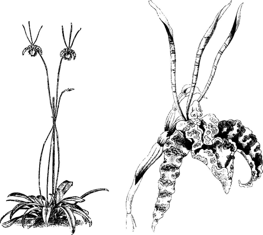 Habit and Detached Flower of Oncidium Papilio vintage illustration. vector
