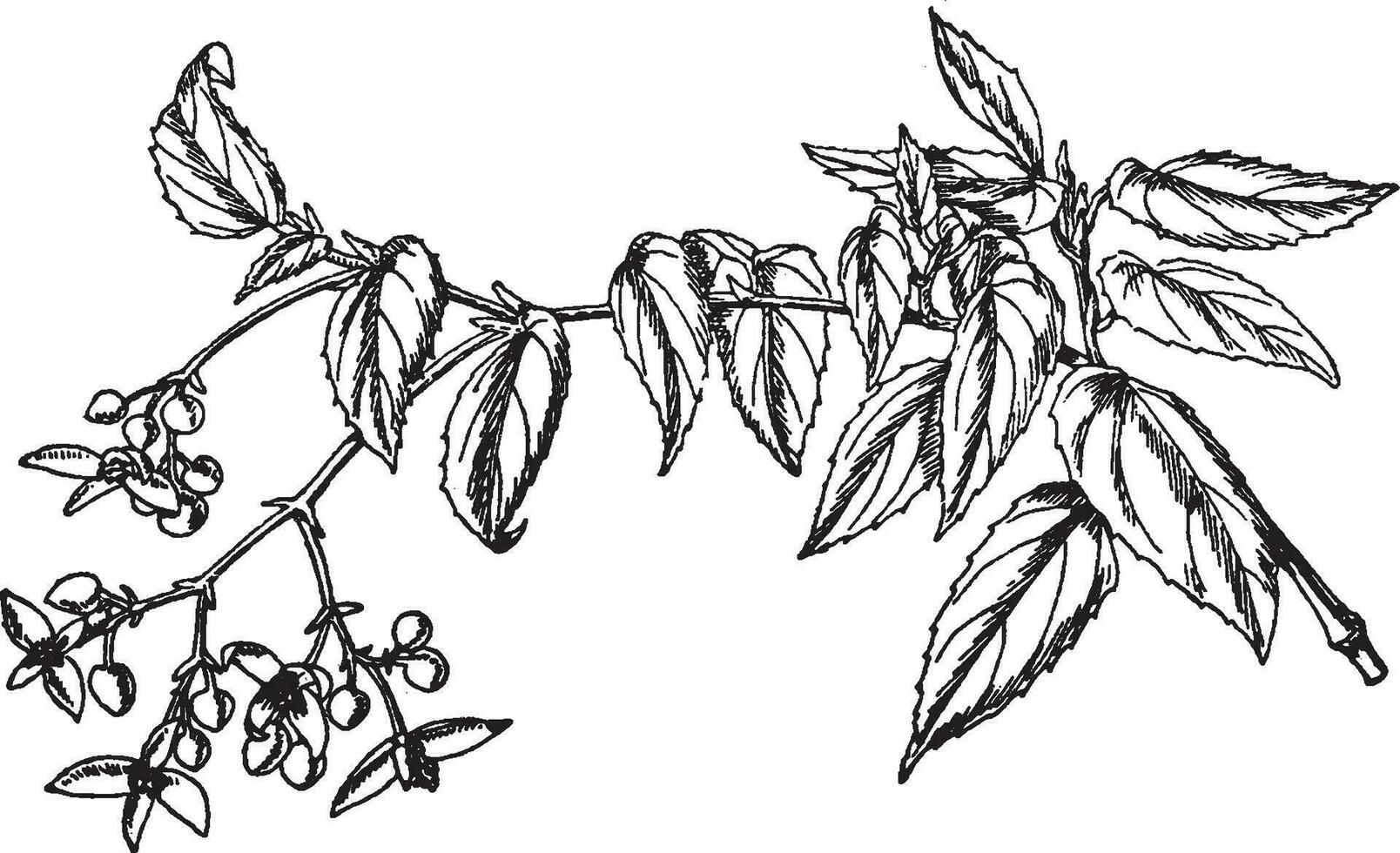 Begonia Ingramii vintage illustration. vector