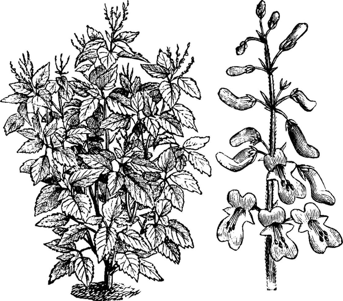 Plectranthus Fruticocus vintage illustration. vector