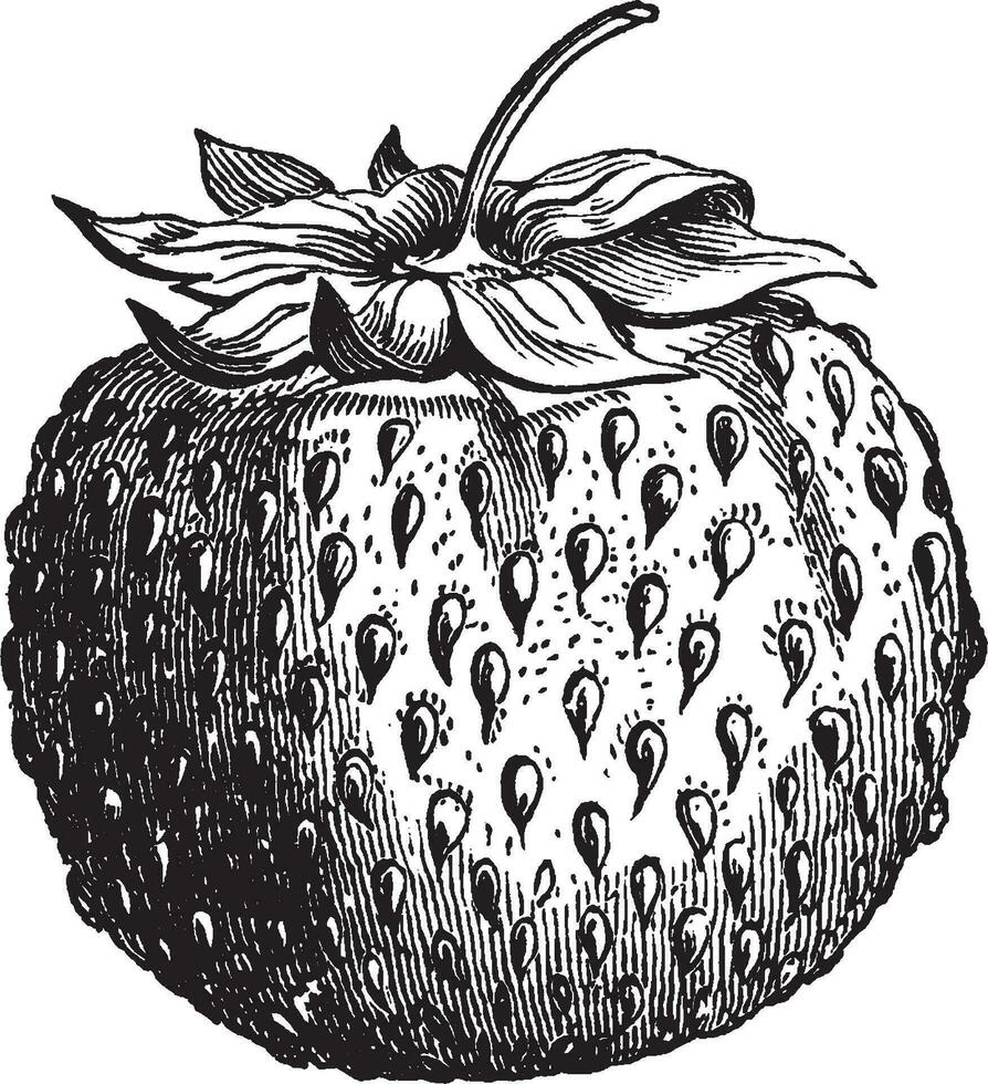 Green prolific strawberry vintage illustration. vector
