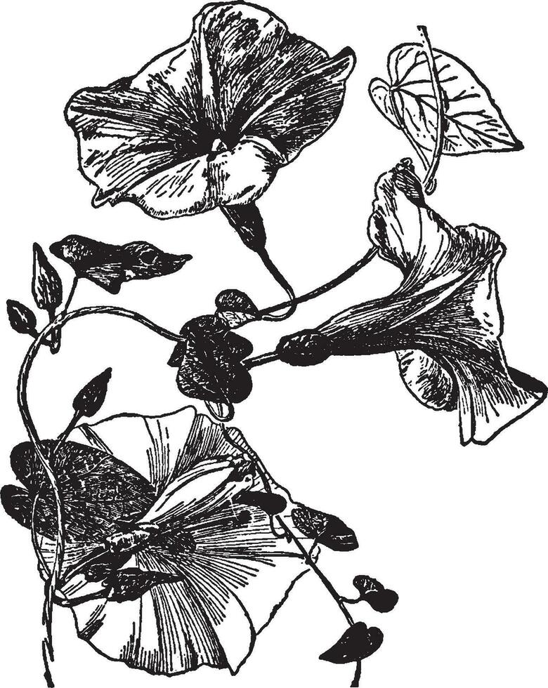 branch, flower, Convovulus, Sepium, Rutland, beauty, white, rose, pink, stripes vintage illustration. vector