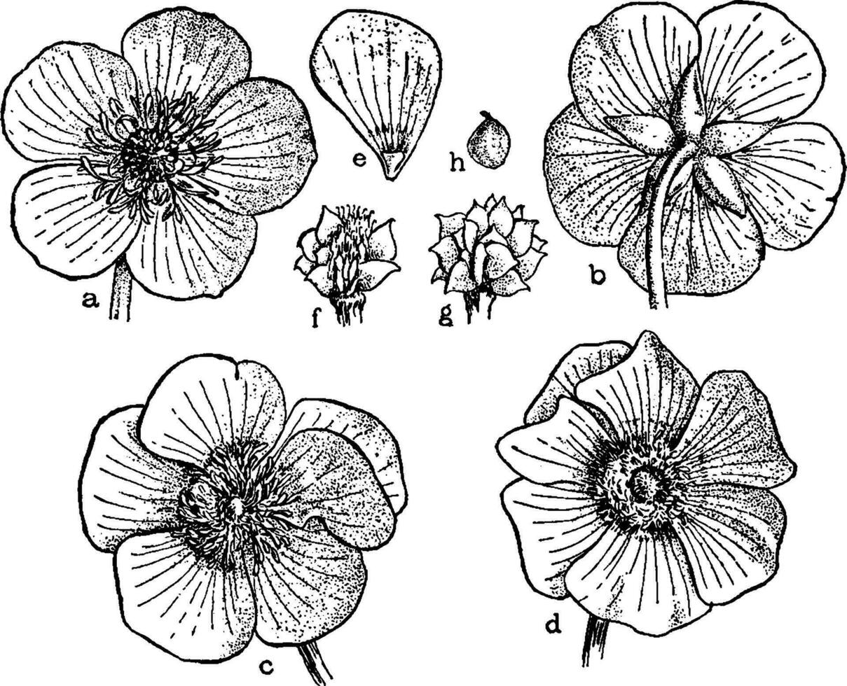 Buttercup Flowers vintage illustration. vector