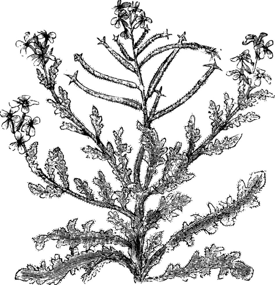 Flowering Branch of Mathiola Tricuspidata vintage illustration. vector