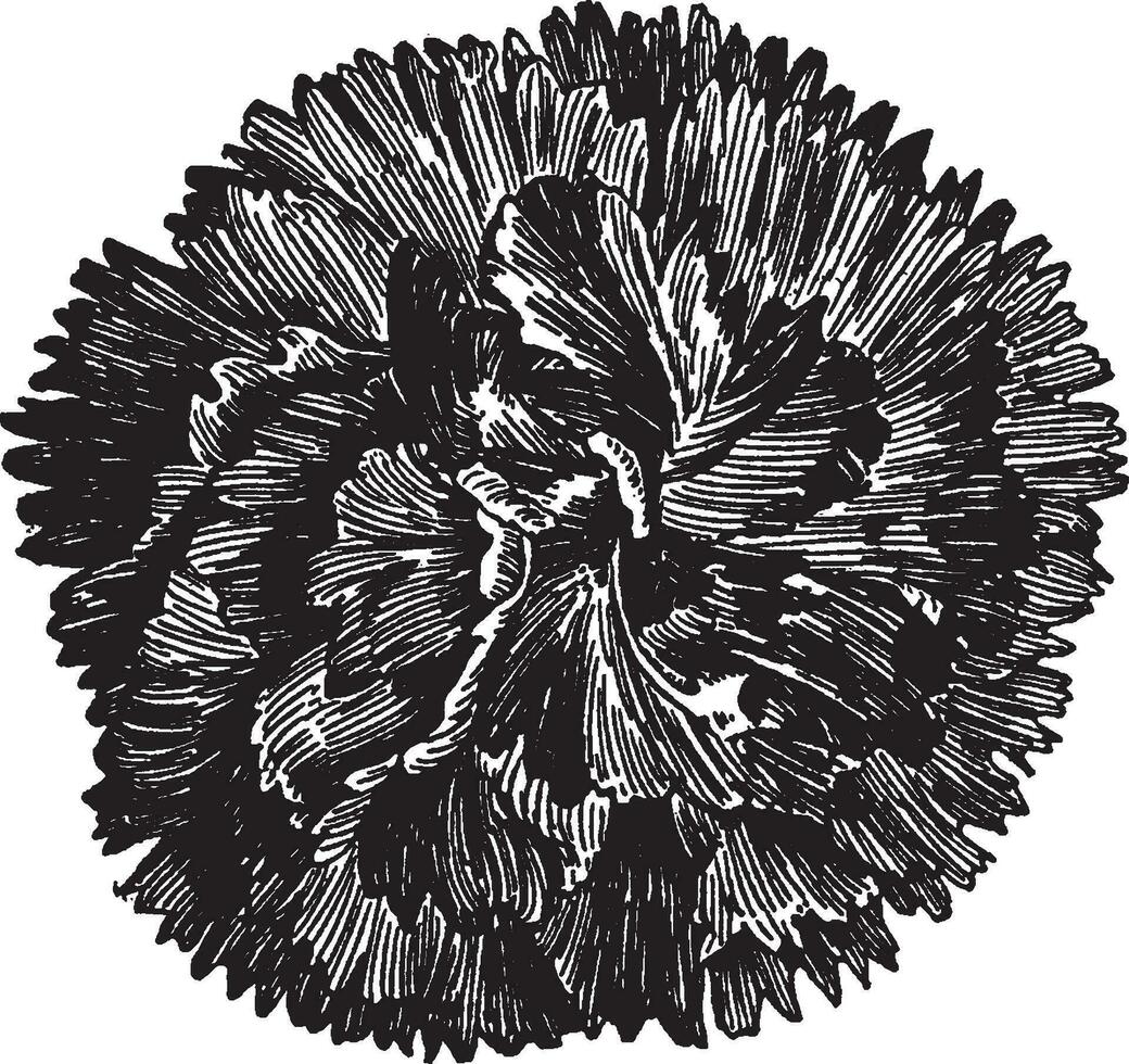 Radiance Carnation vintage illustration. vector