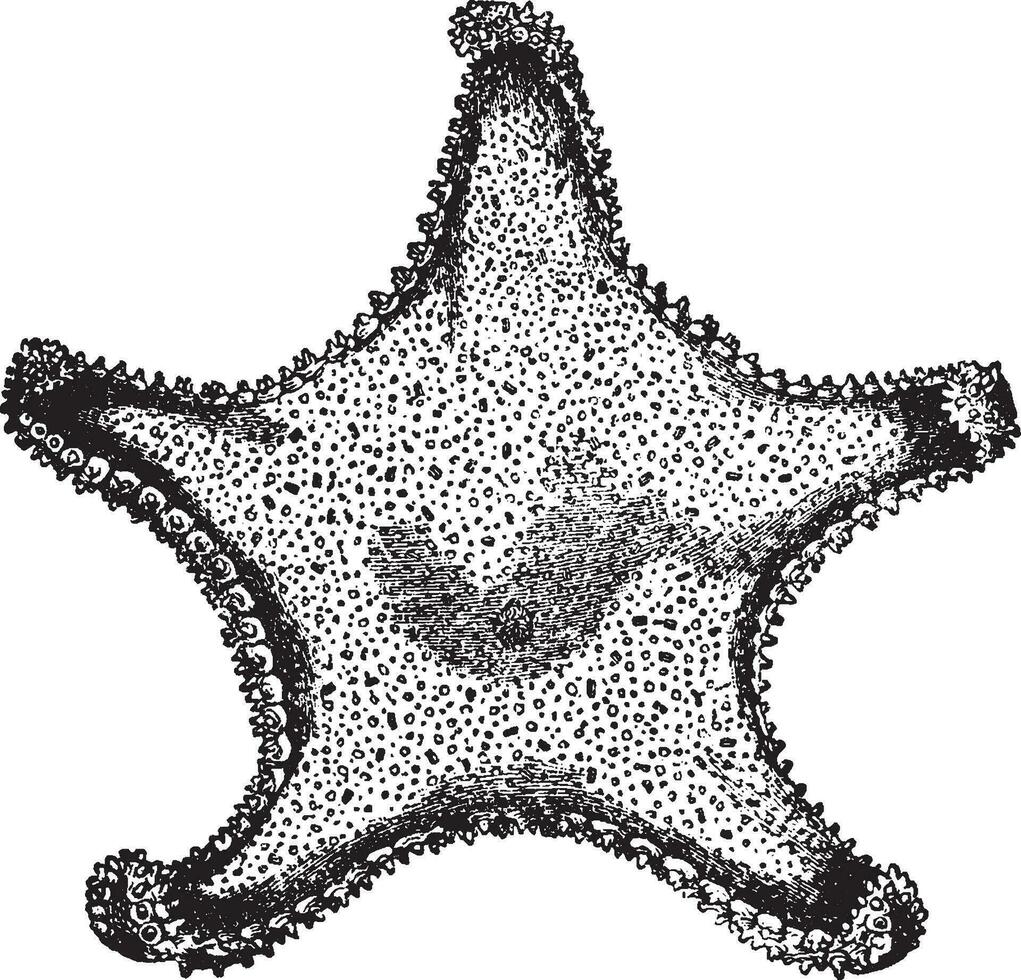 astrogonio frigiano, Clásico ilustración. vector