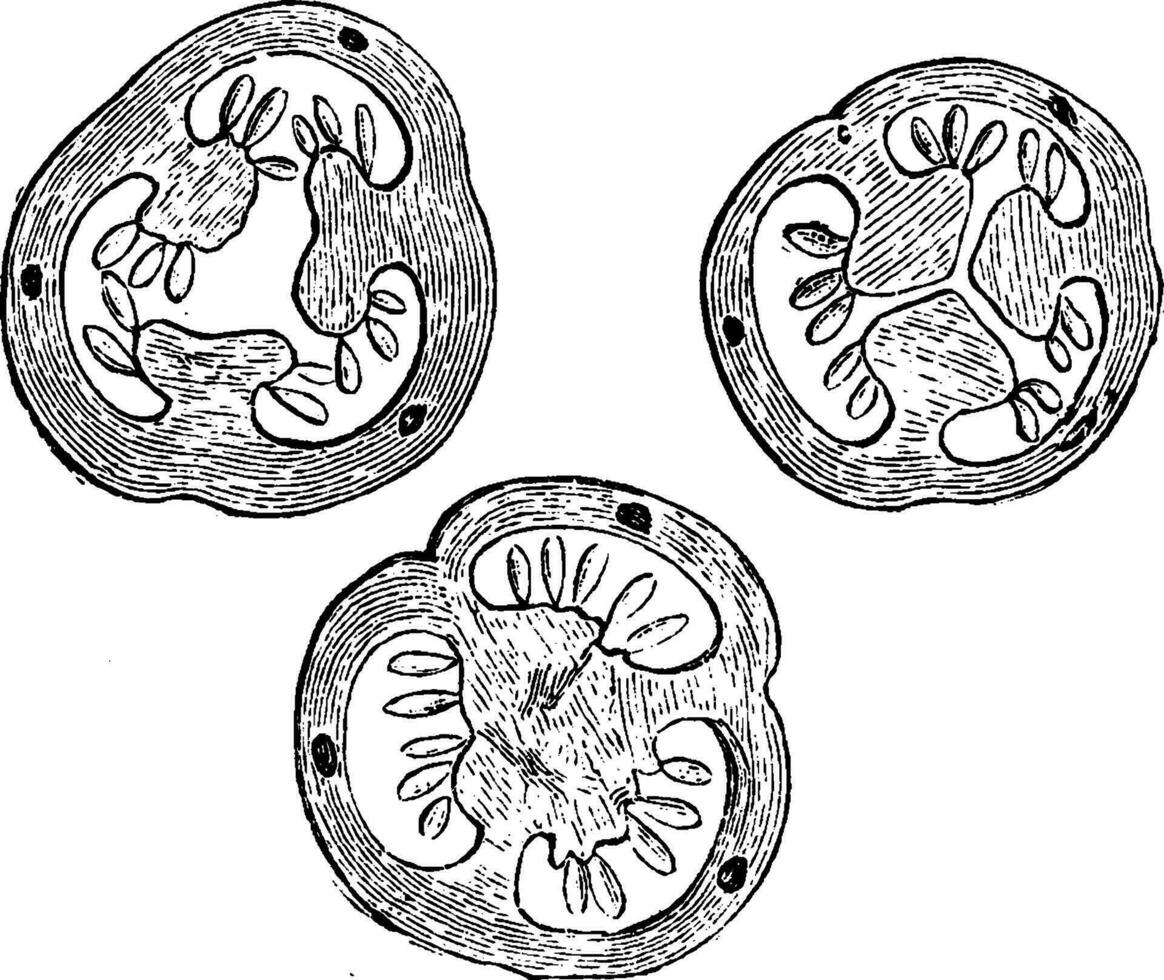 Tres cruzar secciones desde ovario de hypericum hirsutum Clásico ilustración. vector