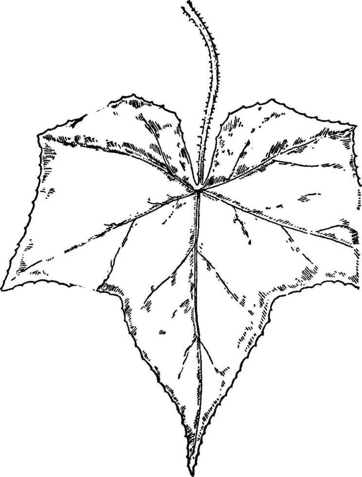 One-Seeded Bur-Cucumber vintage illustration. vector