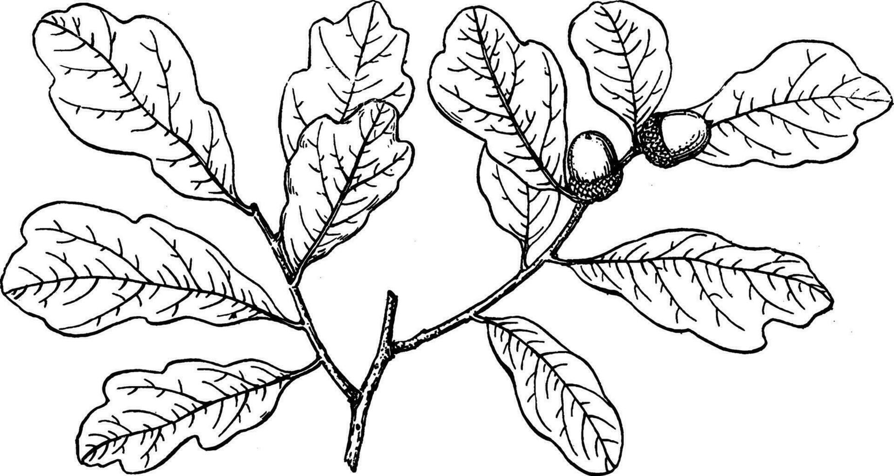 Branch of Shallow-Lobed Oak vintage illustration. vector