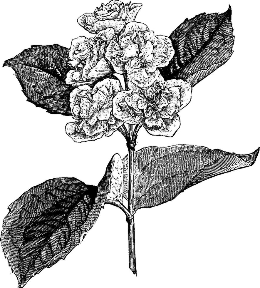 floración ramita de philadelphus coronario primulaeflorus Clásico ilustración. vector