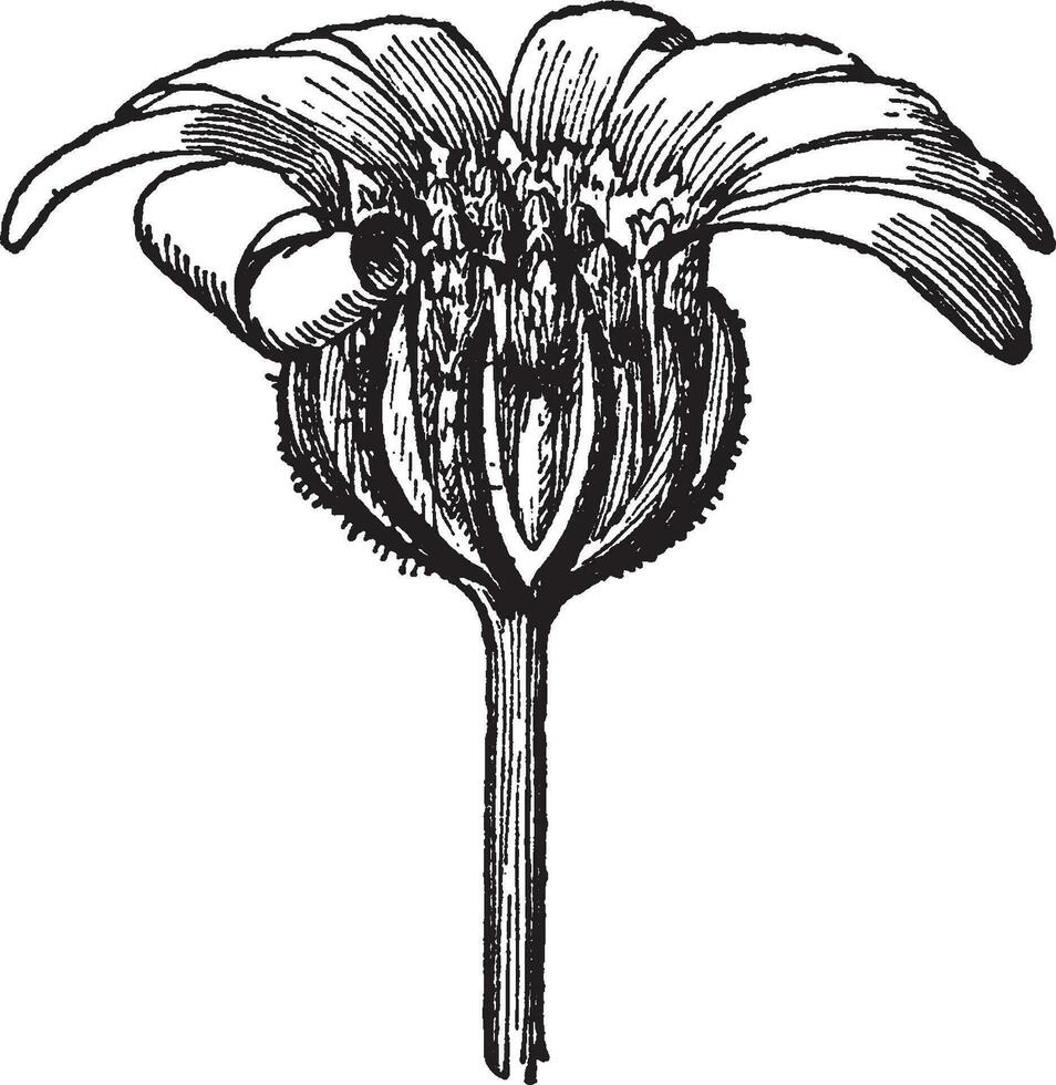 Charieis Heterophylla vintage illustration. vector