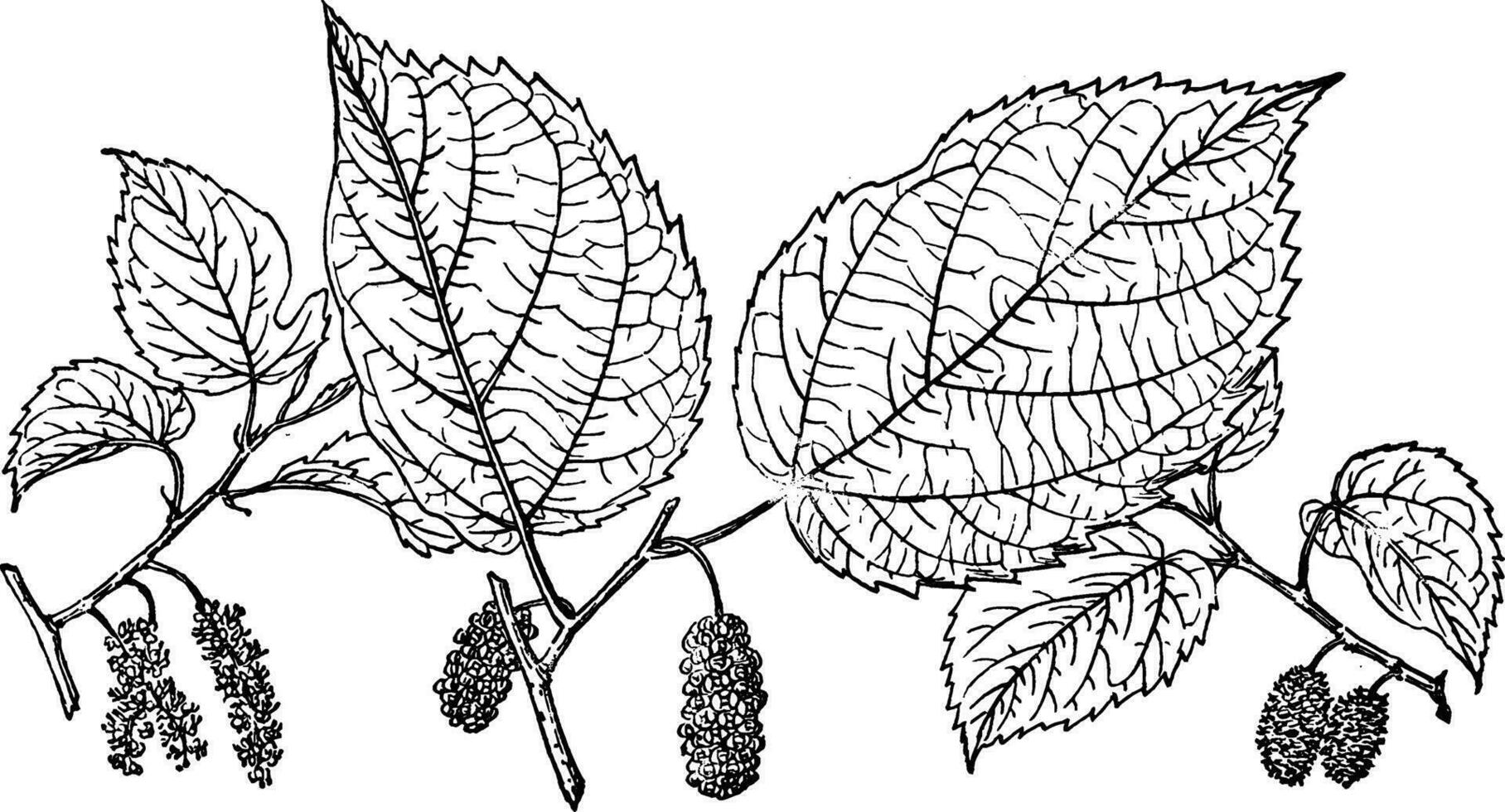 Branch of Red Mulberry vintage illustration. vector