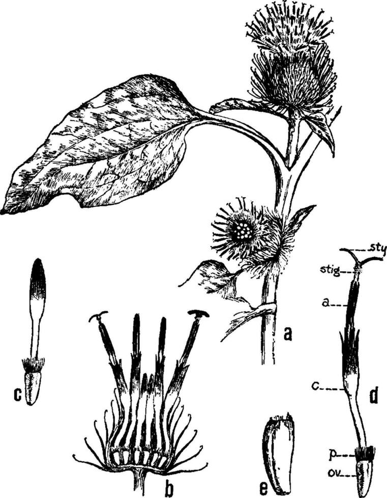 Lesser Burdock vintage illustration. vector