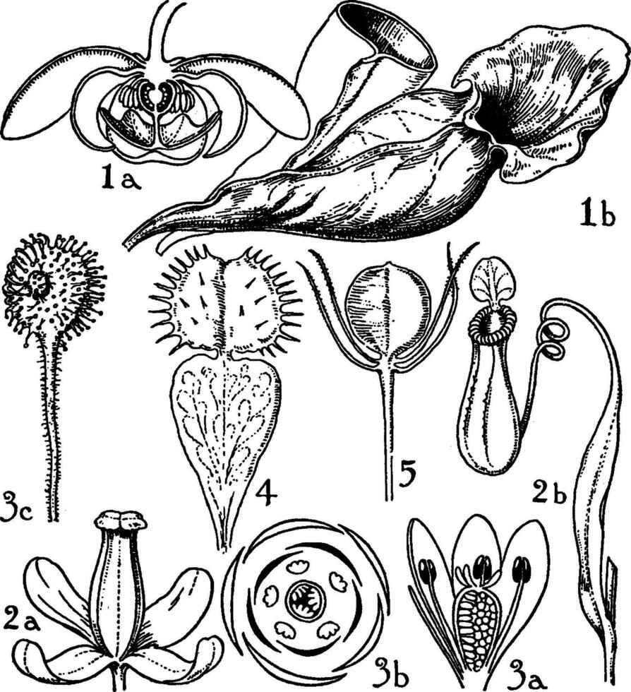 Orders of Sarraceniaceae, Nepenthaceae, and Droseraceae vintage illustration. vector