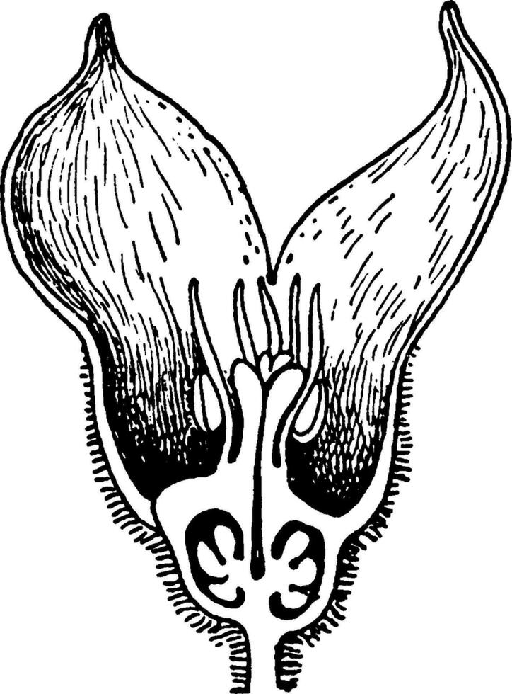 Wild Ginger Flower vintage illustration. vector