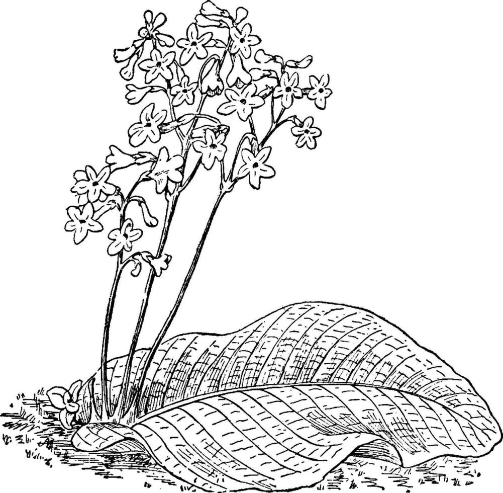 estreptocarpo Wendlandii Clásico ilustración. vector