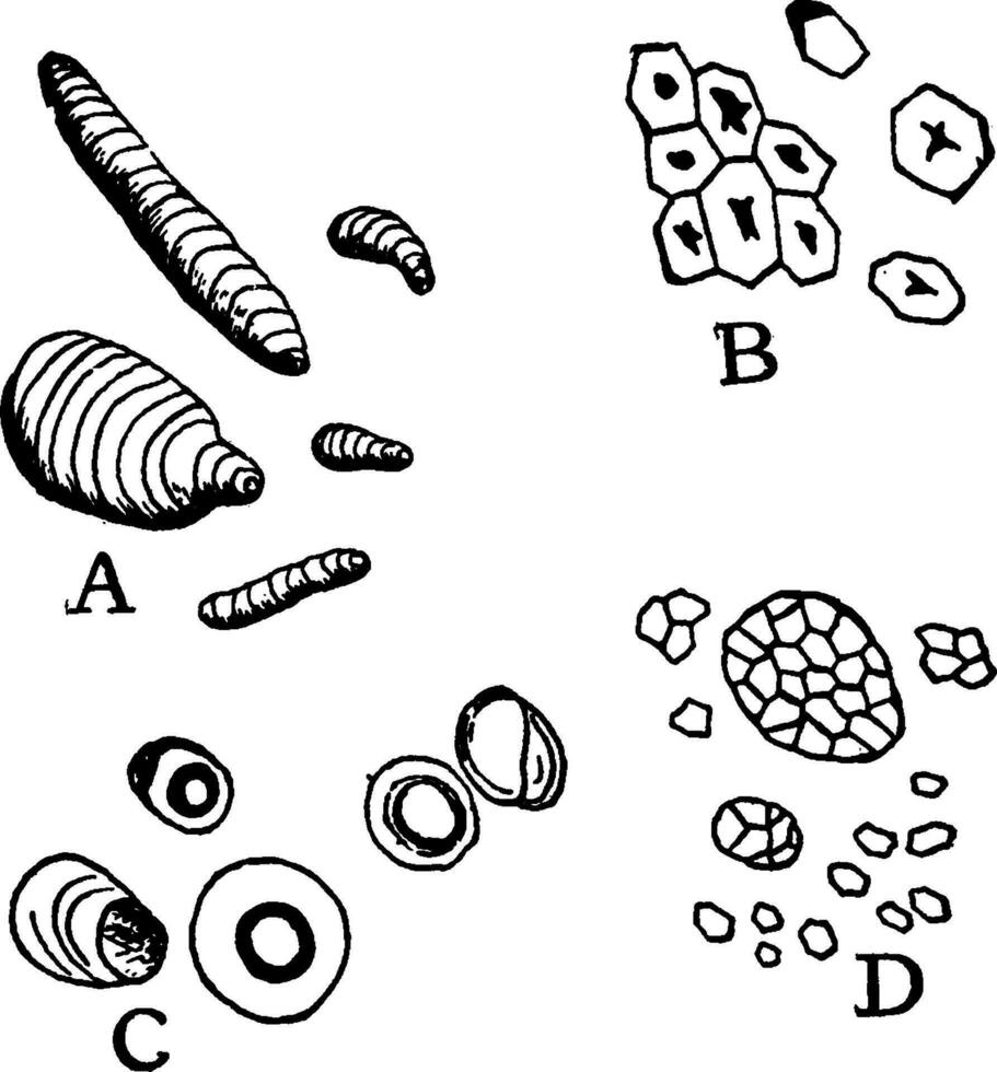 Starch vintage illustration. vector