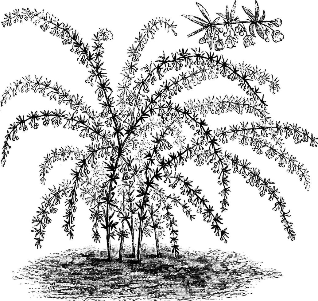 Habit and Flowering Twig of Berberis Stenophylla vintage illustration. vector