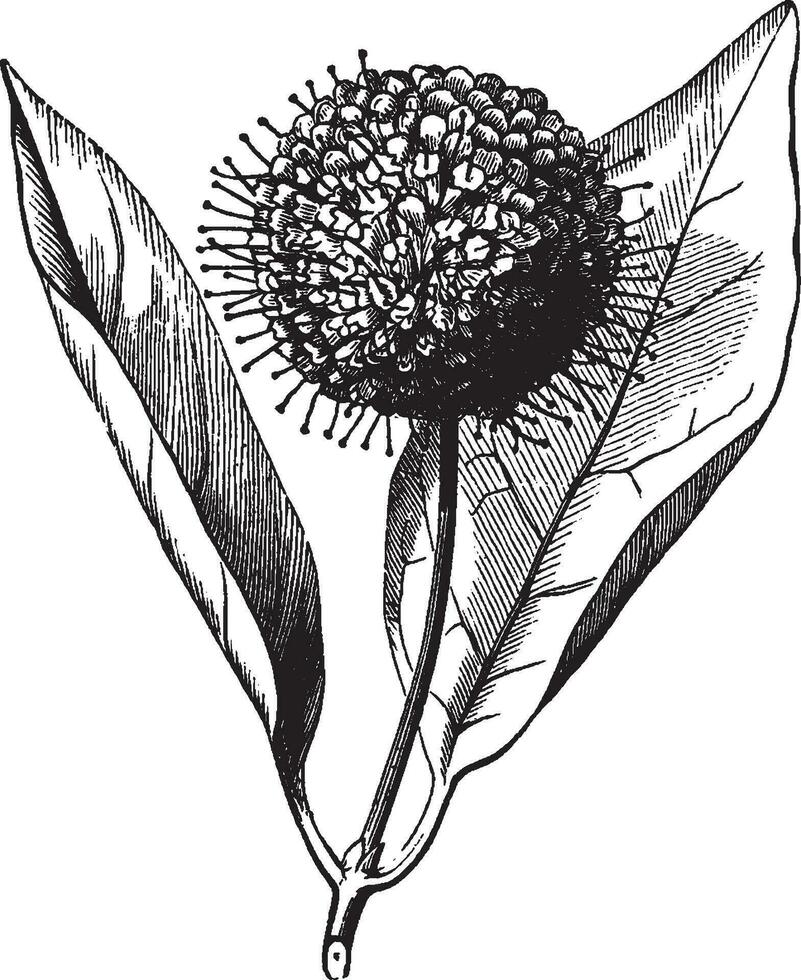 Cephalanthus vintage illustration. vector