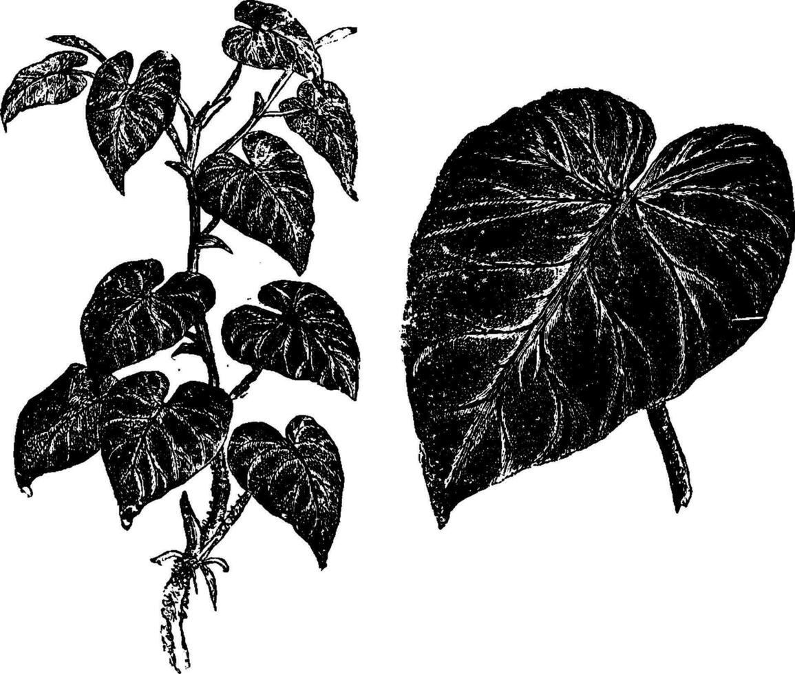 Branch and Detached Leaf of Philodendron Verucosum vintage illustration. vector