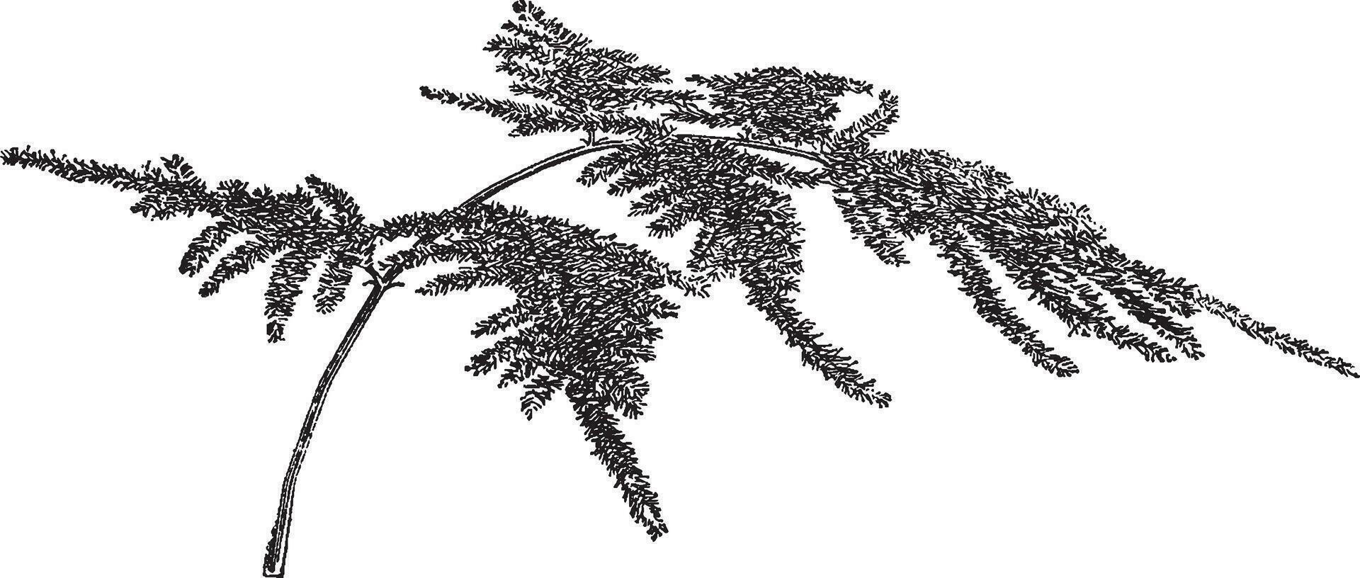 Nanus Variety of Asparagus Plumosus vintage illustration. vector
