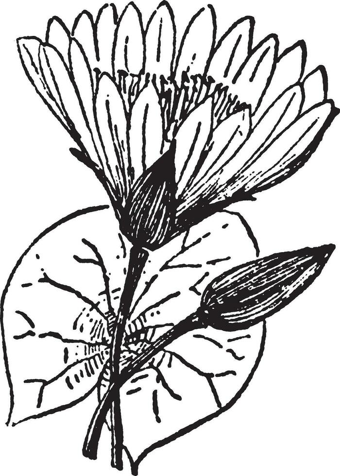 loto flor Clásico ilustración. vector