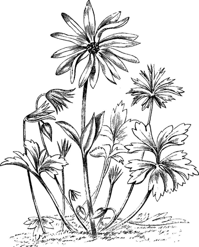 anémona Stellata flor Clásico ilustración. vector