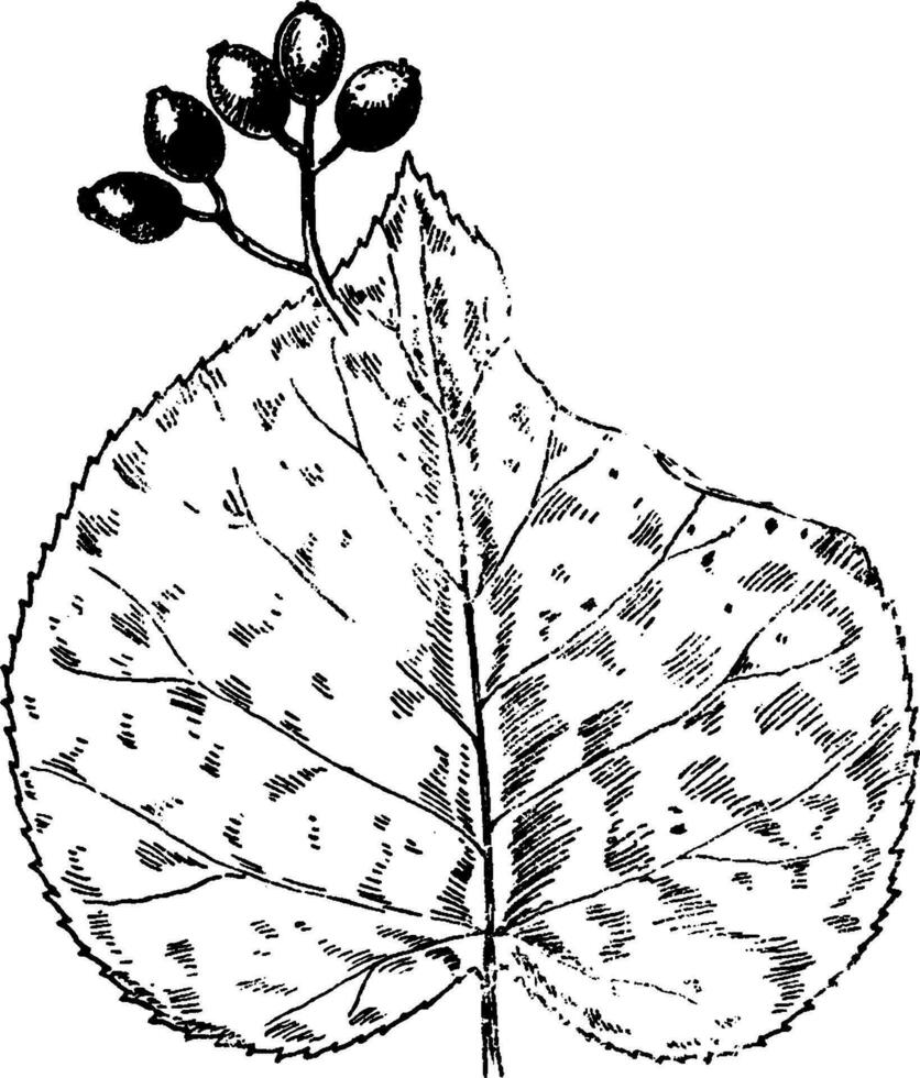 arbusto cojo Clásico ilustración. vector