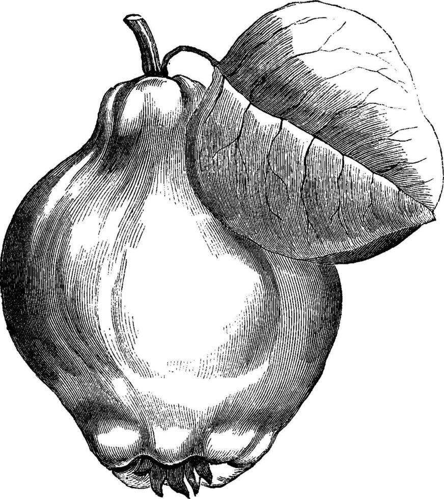 Portugal Quince Pear vintage illustration. vector