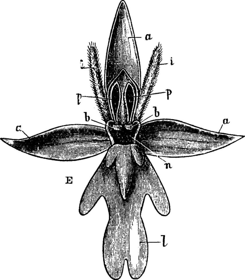 mosca orquídea Clásico ilustración. vector