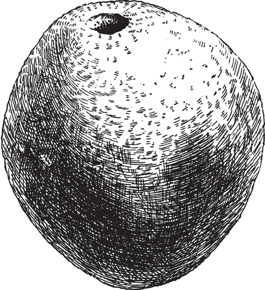Fruta de balsamocítricos Dawei Clásico ilustración. vector