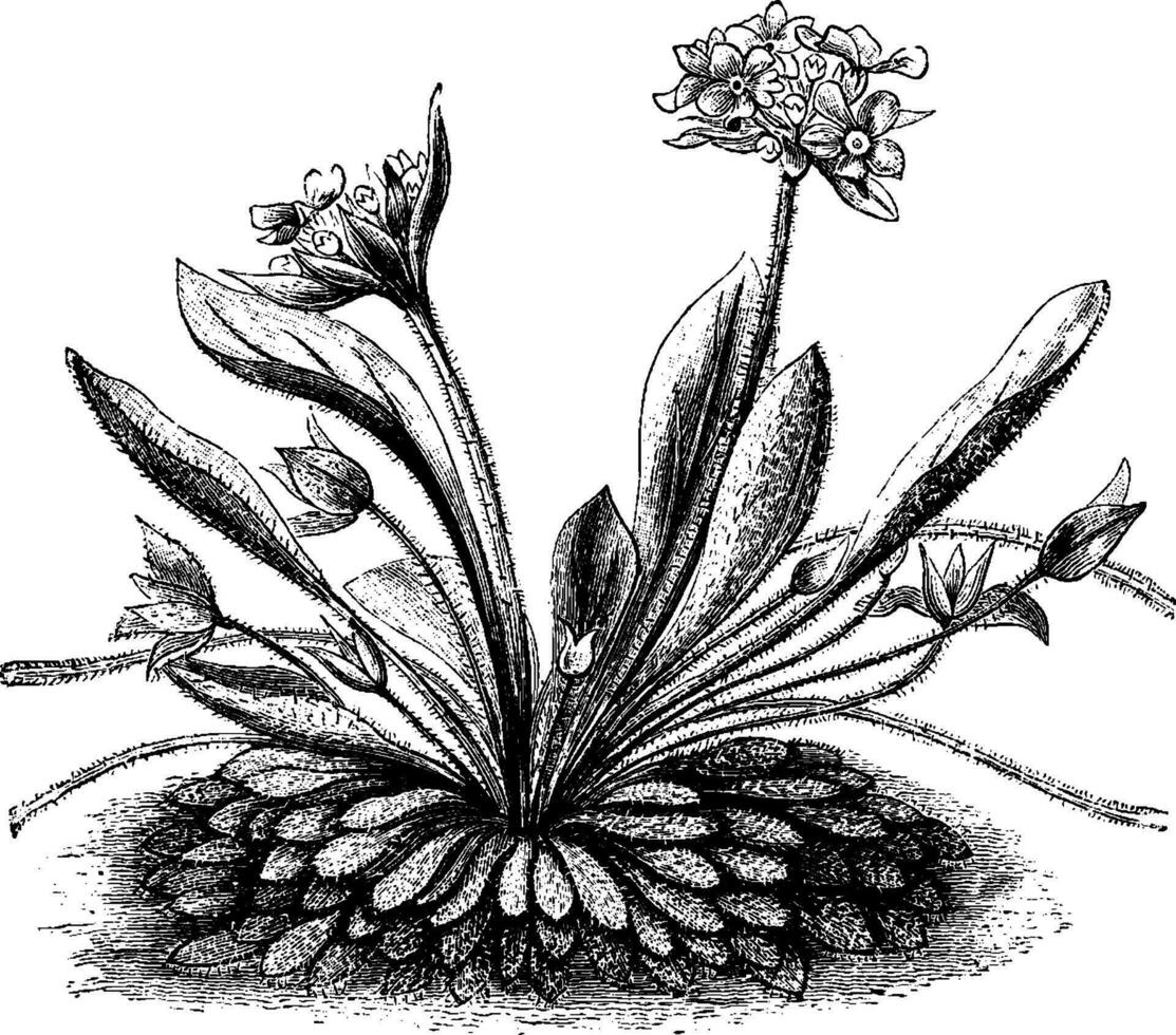 Androsace Sarmentosa Habit and Leaves vintage illustration. vector