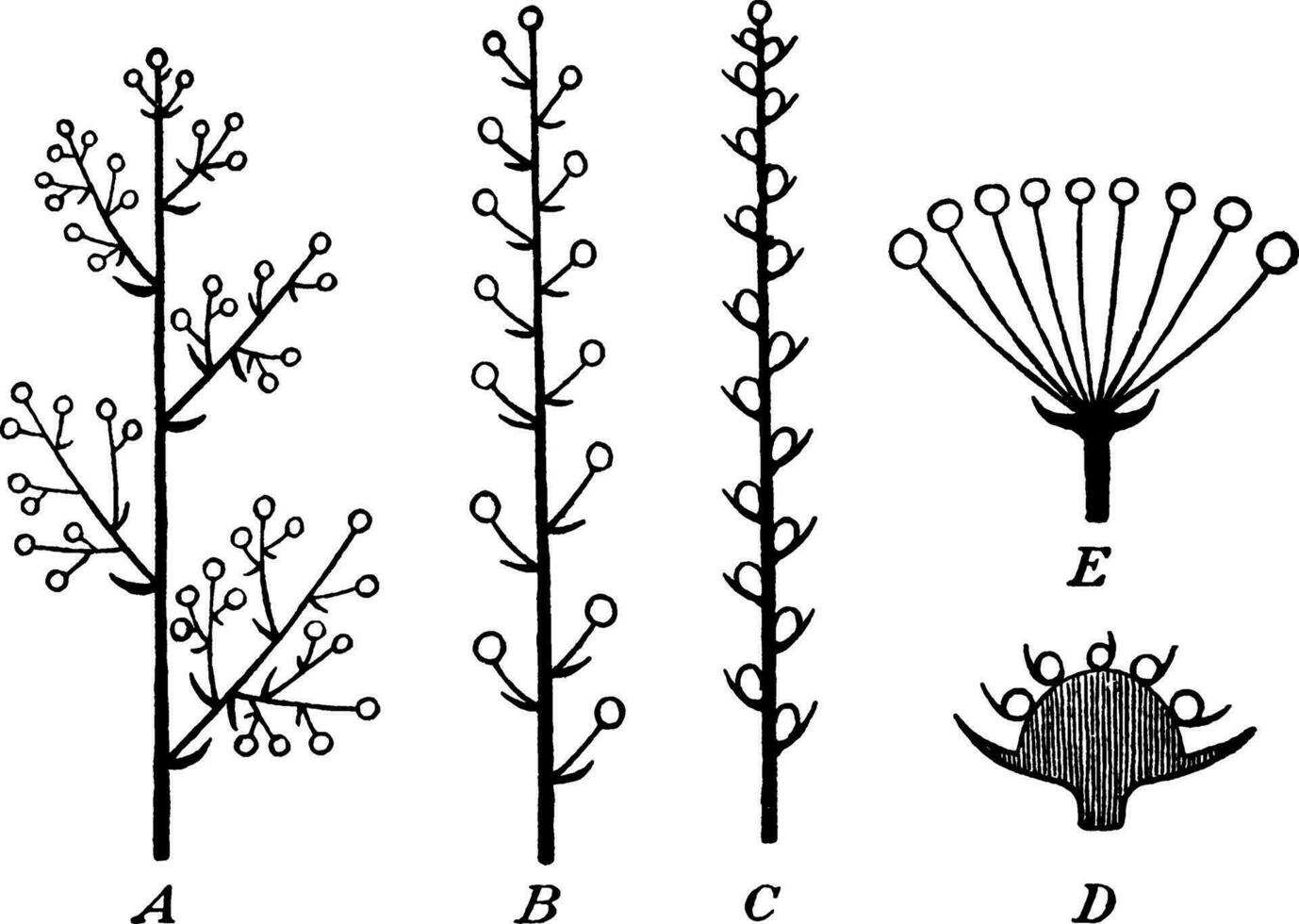 inflorescencia Clásico ilustración. vector