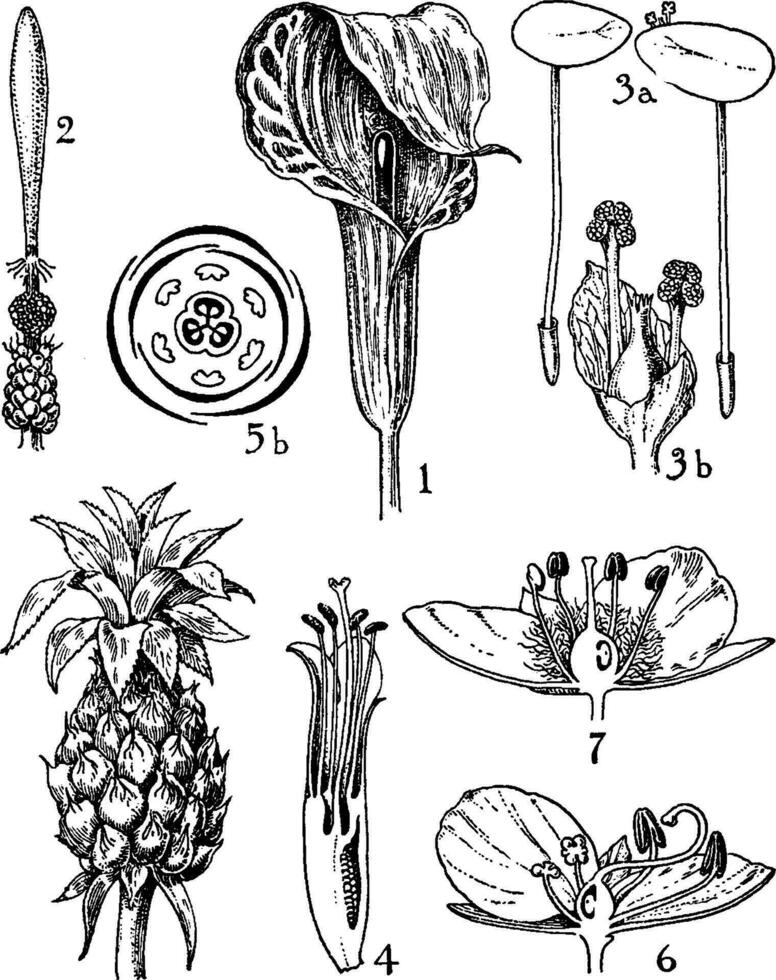 aráceas, lemnáceas, bromeliáceas, y commelinaceae pedidos Clásico ilustración. vector