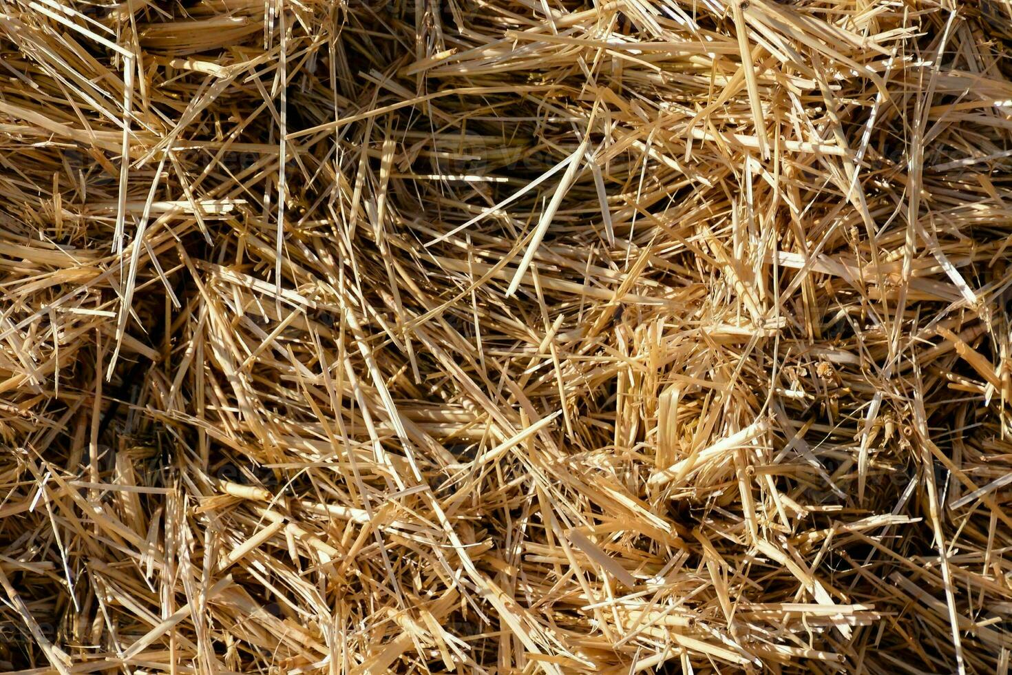 a close up of a pile of straw photo