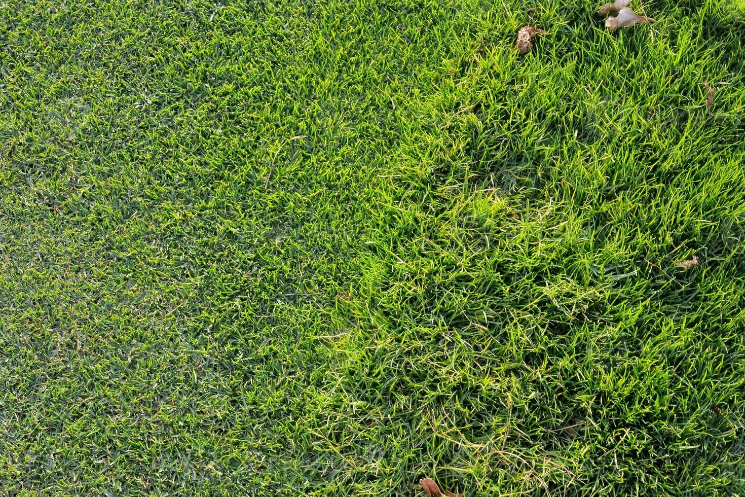 un verde césped con un pocos hojas en eso foto