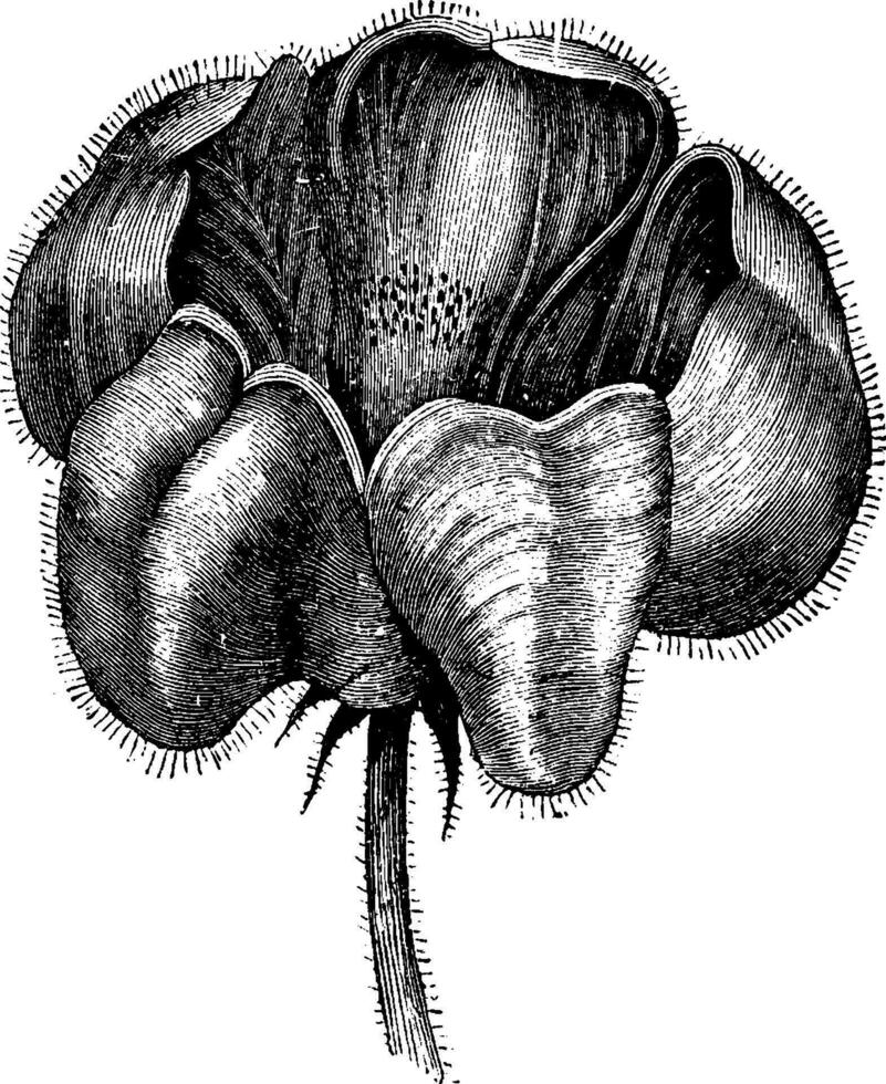 Blumenbachia, Coronata, flower, hairs, stalk vintage illustration. vector