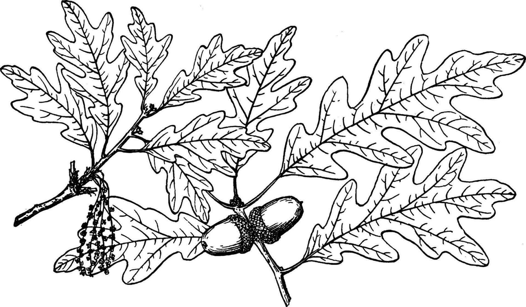 Branch of White Oak vintage illustration. vector