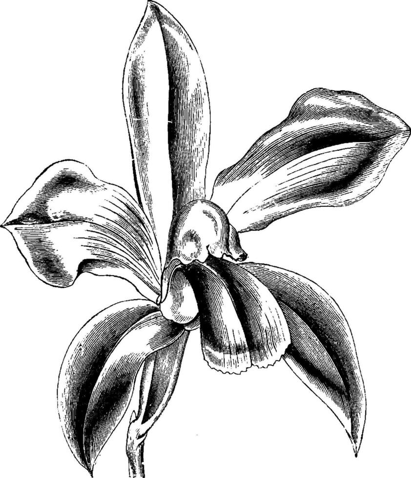 Flower of Cattleya Bicolor vintage illustration. vector