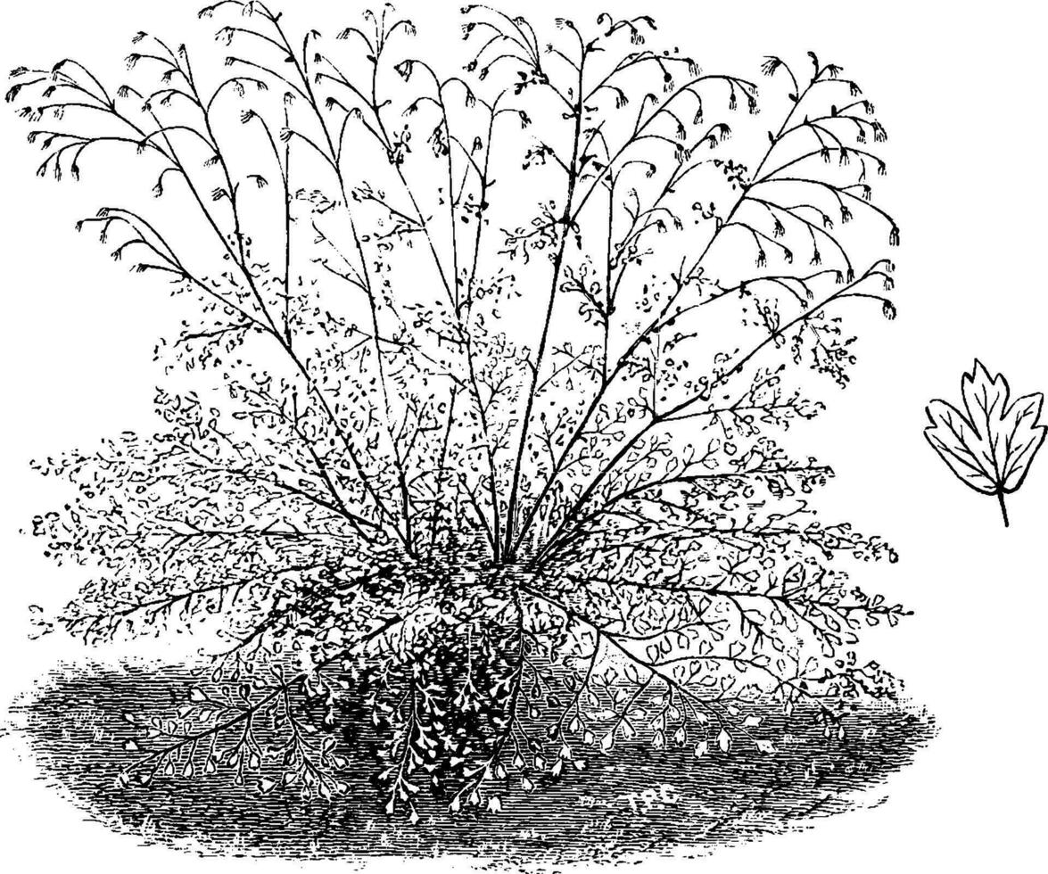 Habit and Detached Leaflet of Isopyrum Thalictroides vintage illustration. vector