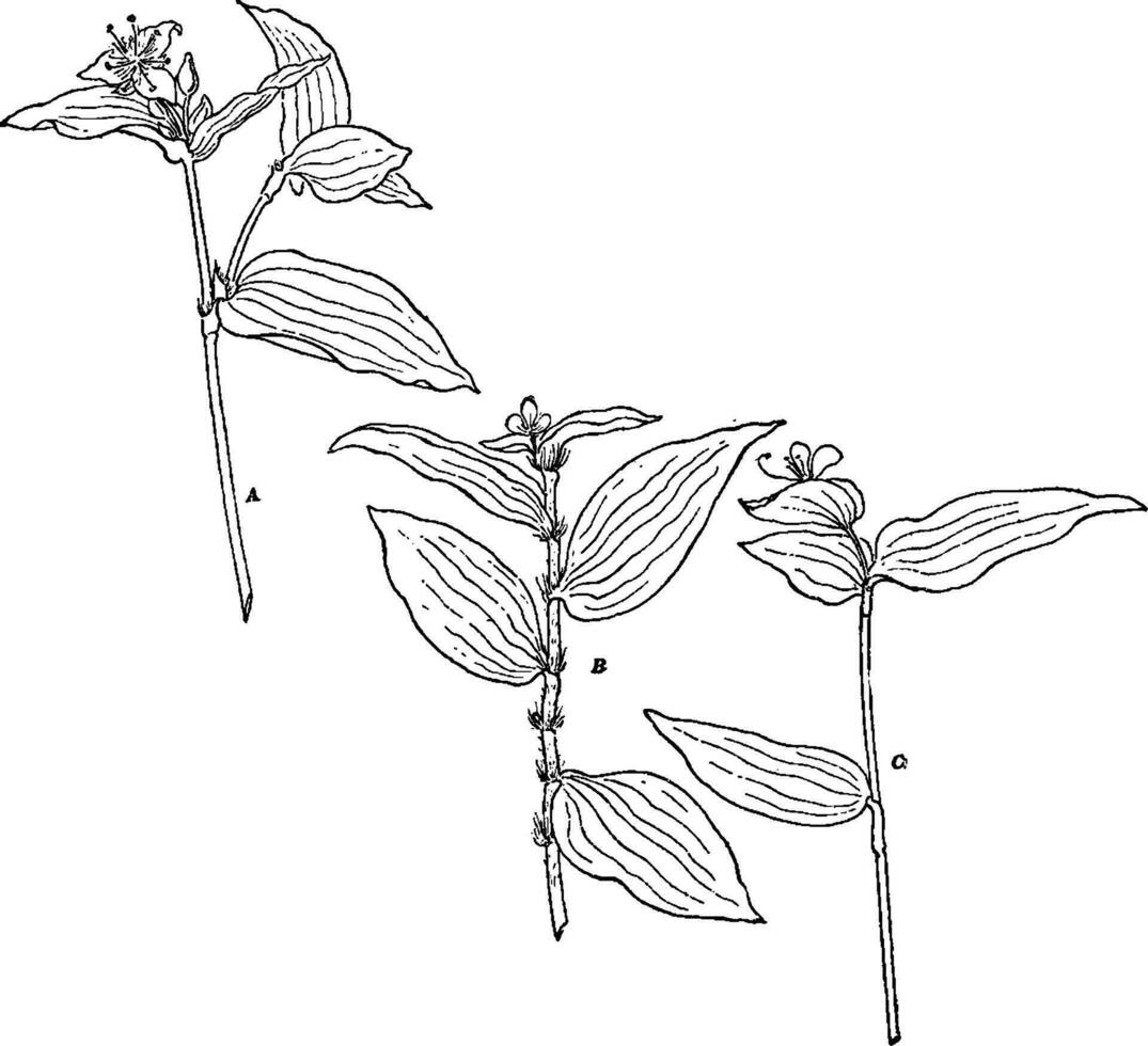 Tradescantia Fluminensis vintage illustration. vector