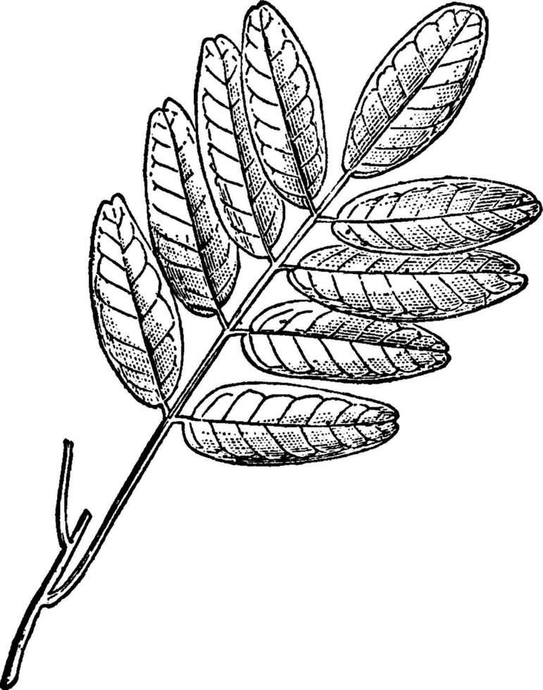 Pilocarpus Branch vintage illustration. vector